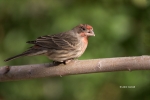 Carpodacus-mexicanus;Finch;House-Finch;One;avifauna;bird;birds;color-image;color